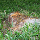 Illustration for article titled Massive Honeybee Dieoffs Must Be Addressed Now, Say Scientists